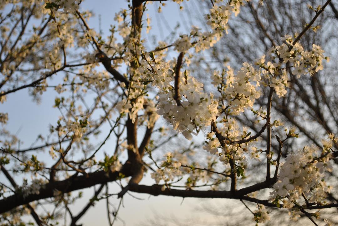 De ce sufletul nostru râvnește la poezie 